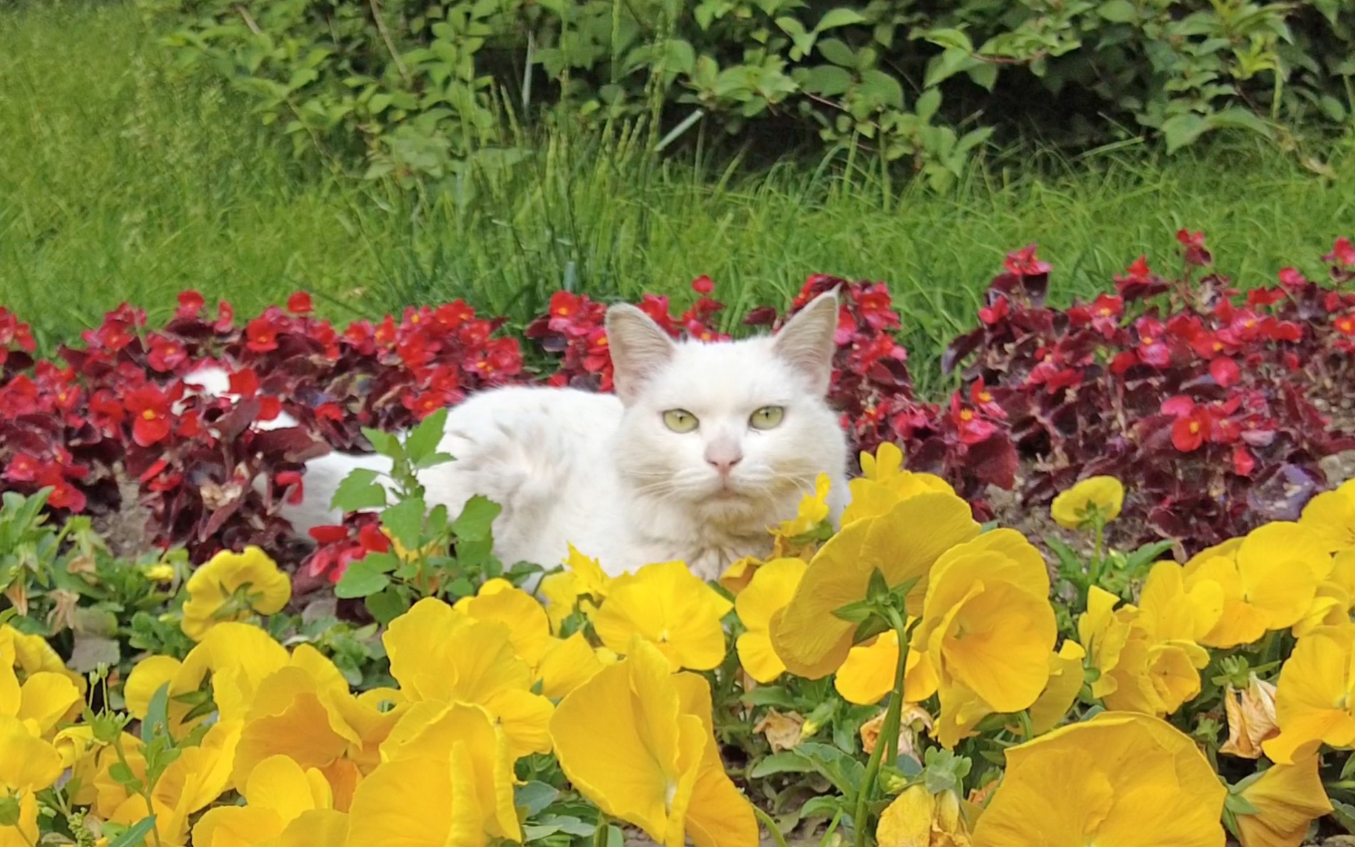 花丛中的猫咪,是花美,还是猫美?