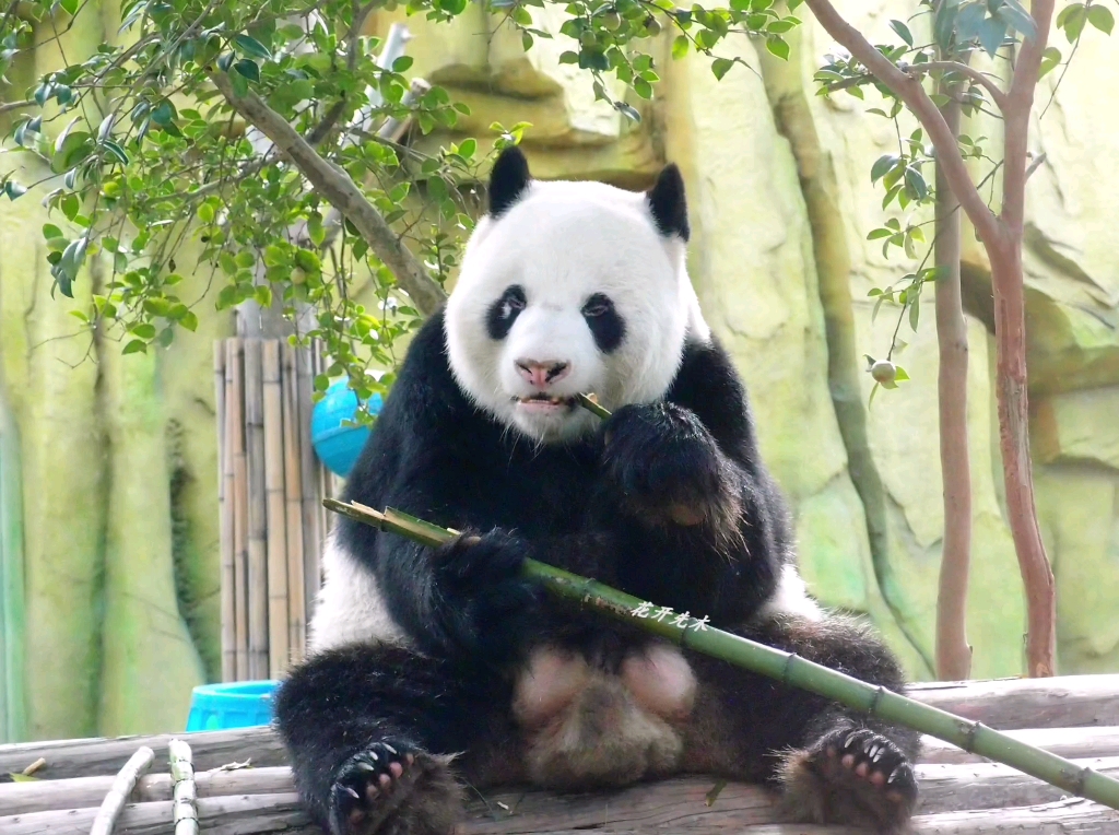 伟伟啊,愿一切都很!