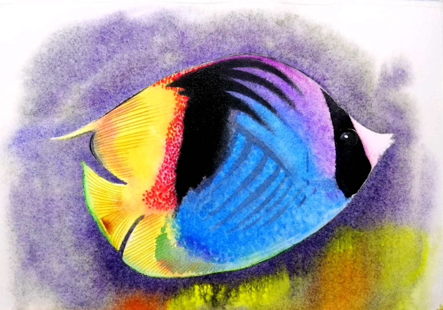 湿画法混色练习:画一条水彩丝蝴蝶鱼(临摹)纸:阿诗细纹300颜料:mg 美