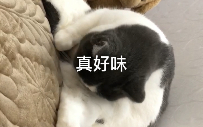 舔肛甜,真好味哔哩哔哩bilibili