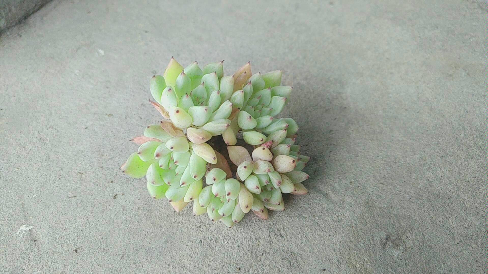 [锦鲤多肉]绿爪状态记录～每月更新a0002