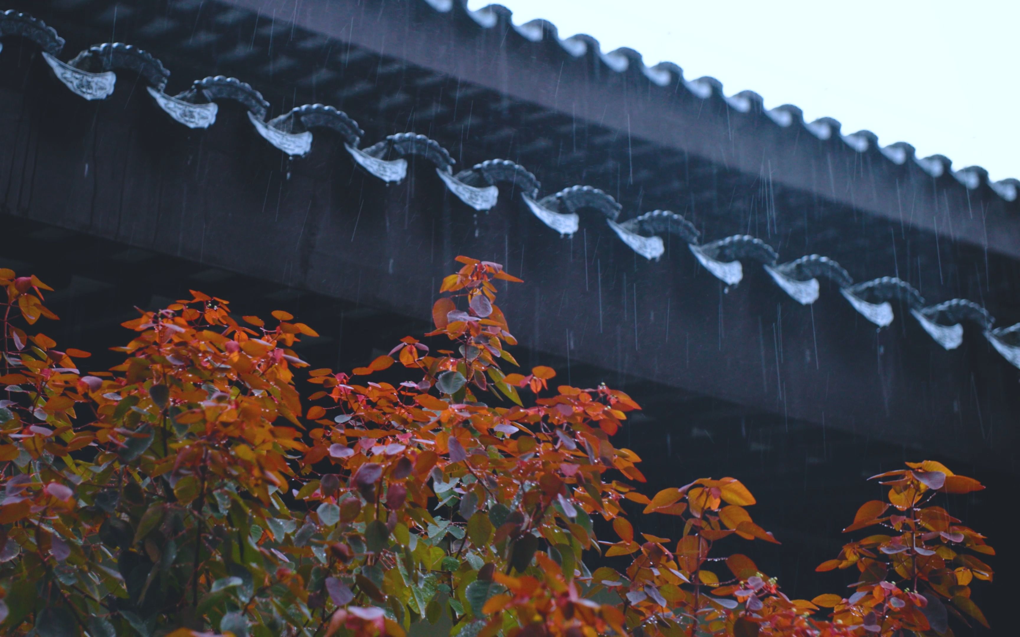 [图]【4K】治愈禅音 秋雨不成珠---禅踪