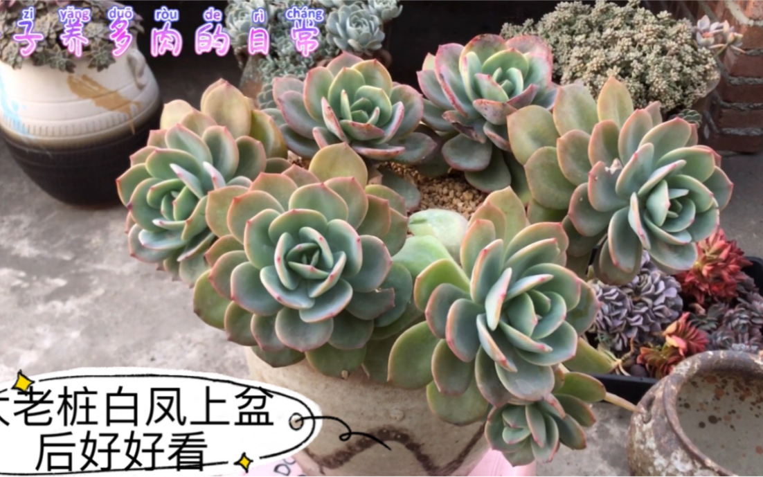 平平无奇的老桩白凤上盆后好好看盆太重抱不稳差点摔烂