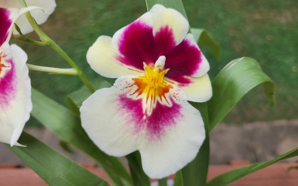 一年可以开三次花的堇花兰