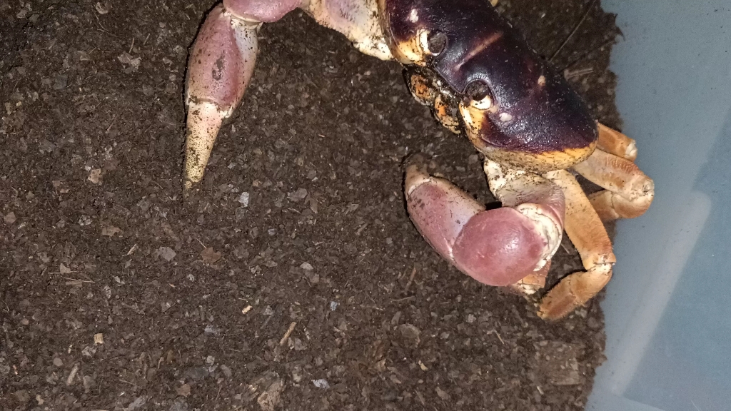 拉氏仿地蟹捕食南方大蟑螂_哔哩哔哩_bilibili