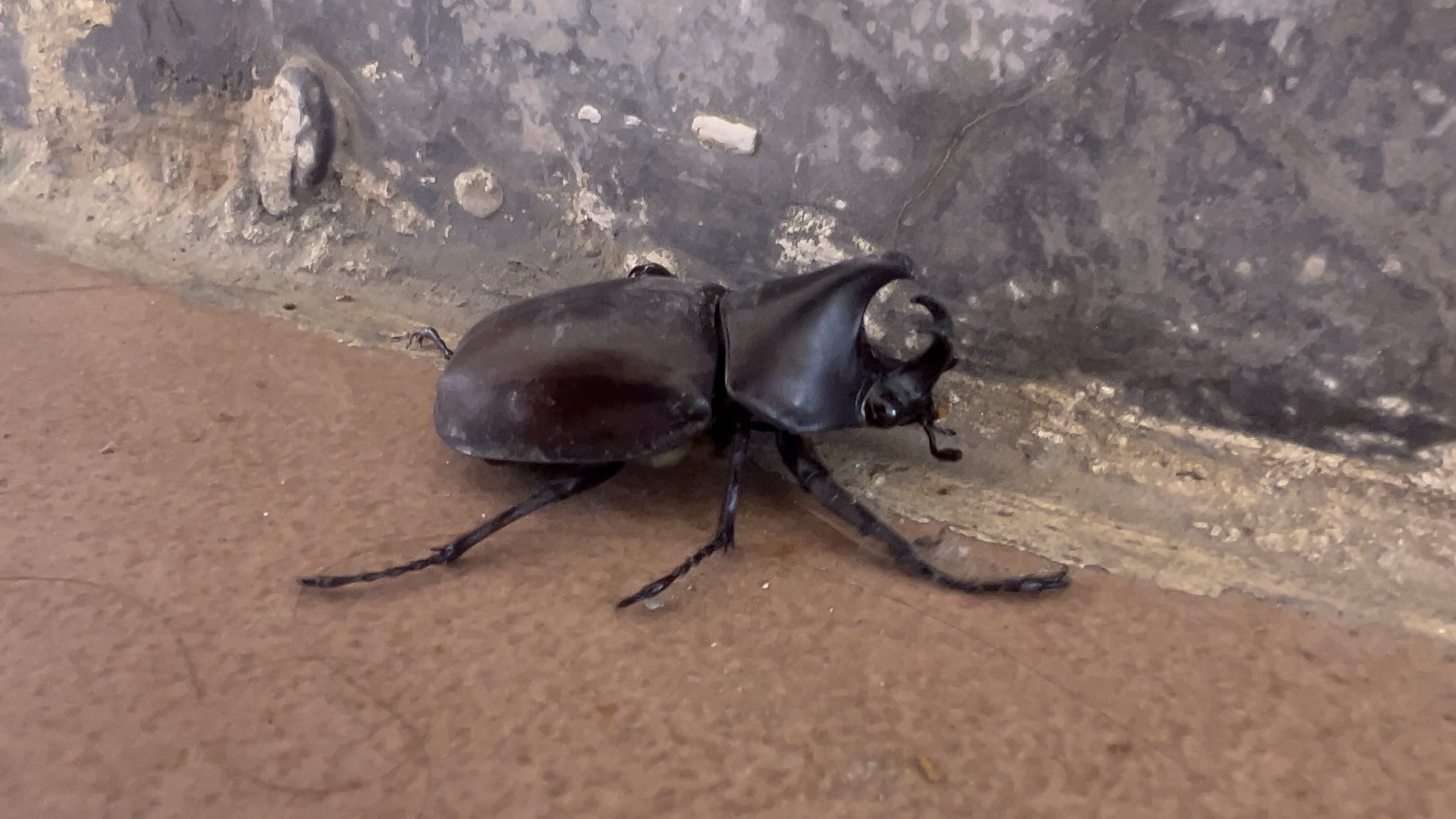 屎壳郎还是独角仙捏