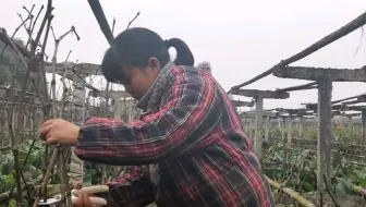 露天巨峰葡萄萌芽后的管理 抹芽定稍最关键 详细介绍抹芽注意事项 哔哩哔哩 Bilibili