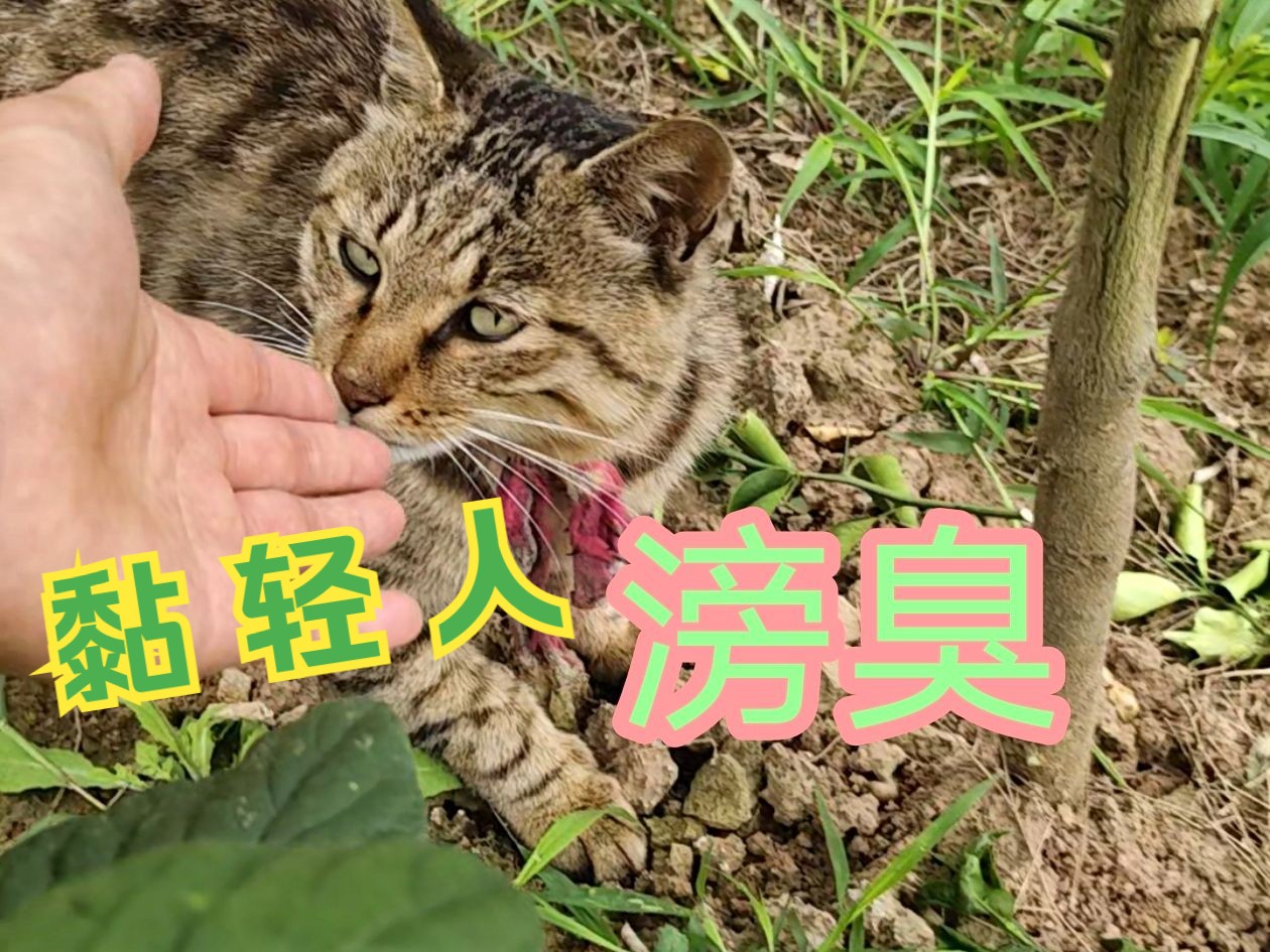 贤者模式猫图片