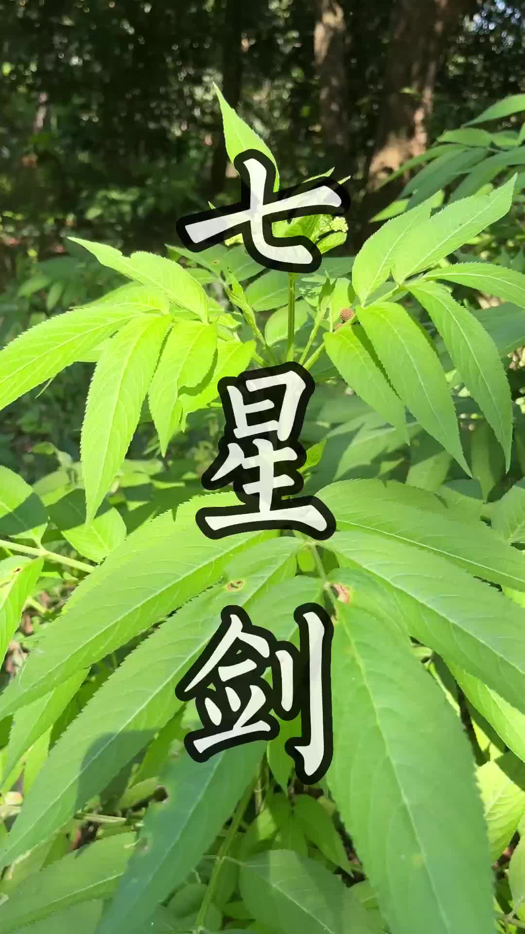 潮汕青草药名及图片图片