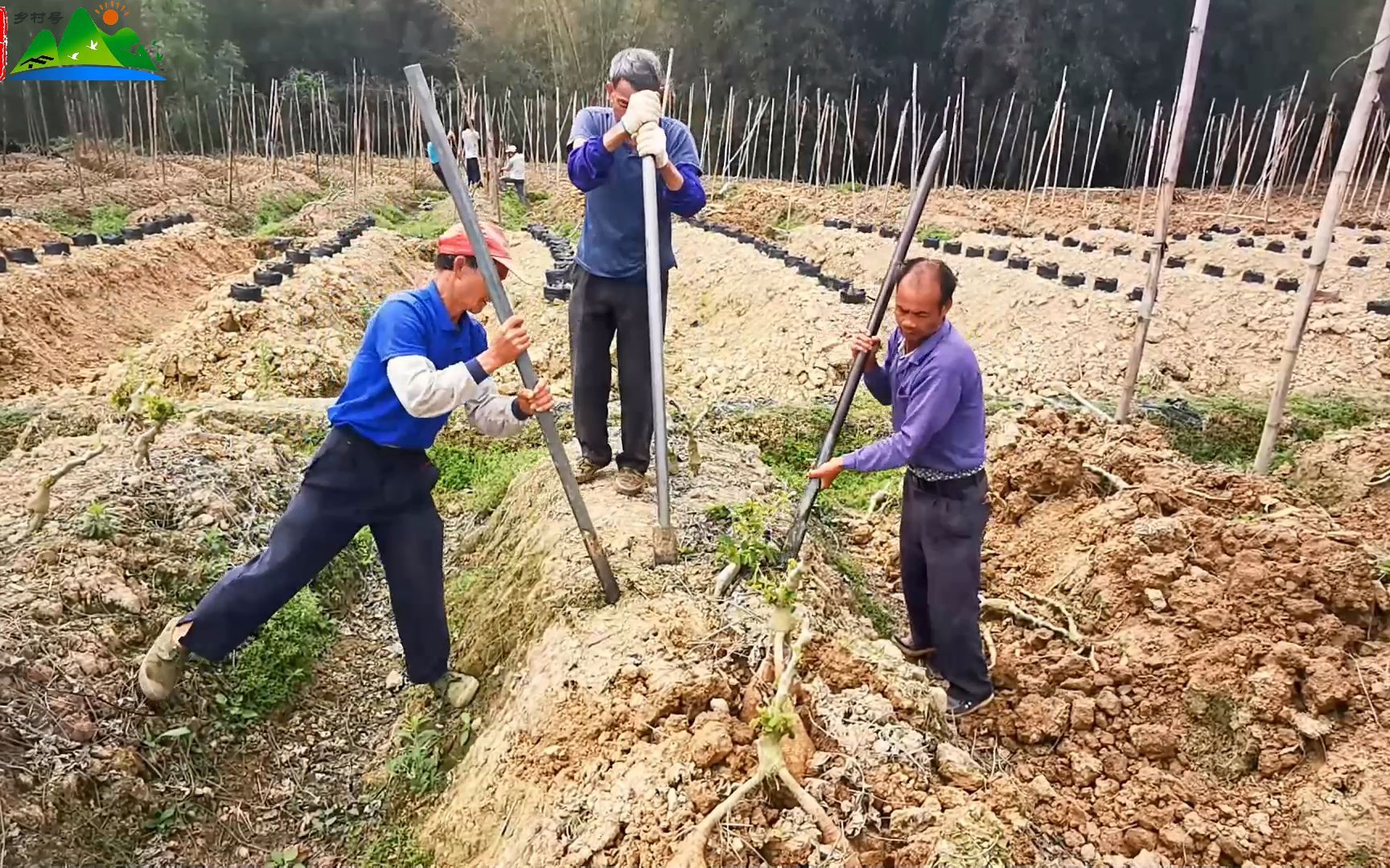 [图]和平镇粉葛种植的劳作春夏秋