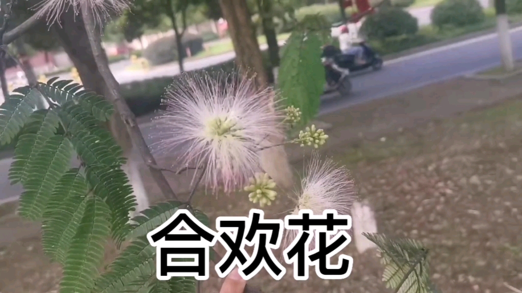 中草药合欢花哔哩哔哩bilibili