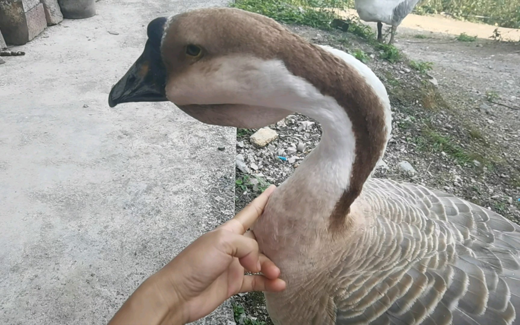 [图]鸭嘎嘎是只大鹅