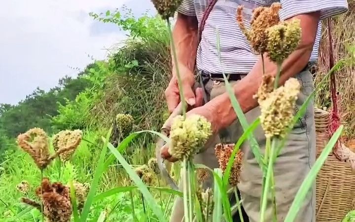 [图]【田间劳作】这就是我们农村，山沟沟里，爷爷在收割粟米，我知道这种农村视频很少人看，但我还是想分享给喜欢的人看