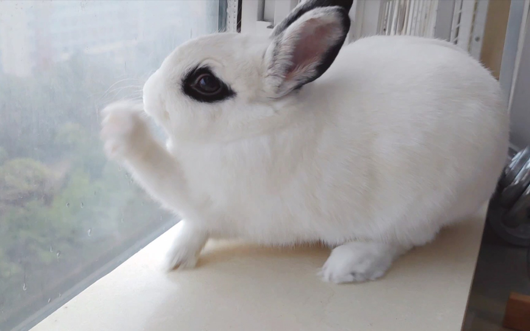 傻兔子的心思你别猜~猜来猜去还是不明白