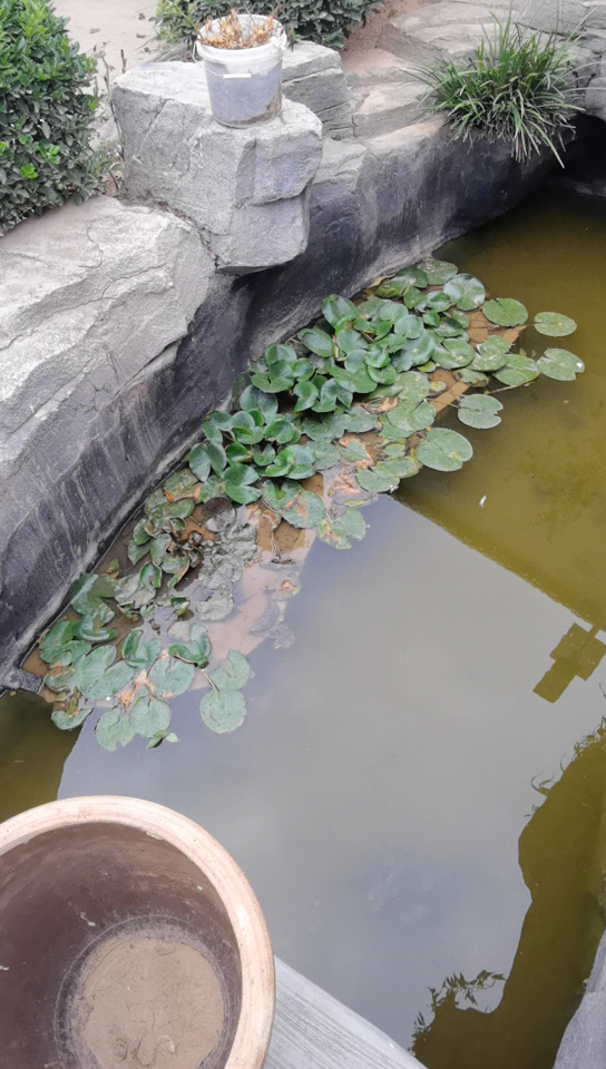 [图]三条小鱼竟然生了这么多小小鱼🐟