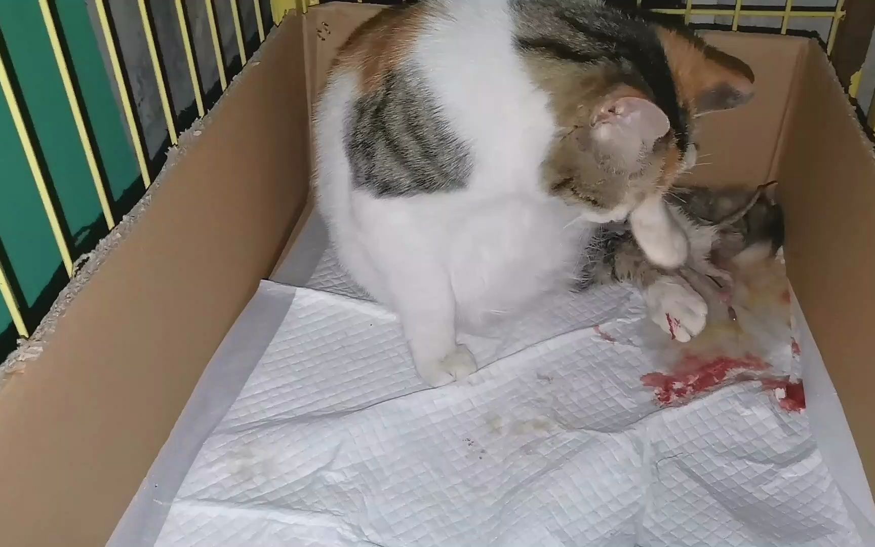 捡的流浪猫今天生了一窝小猫崽,各种颜色什么样的都有