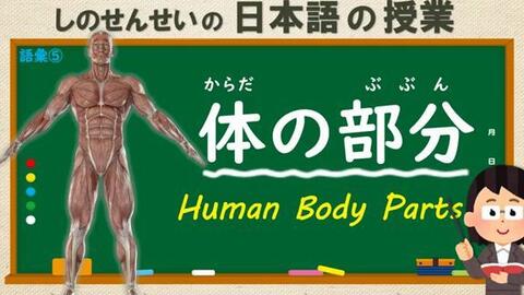 日英双语 体の部分身体各部位的日语和英语名词 哔哩哔哩 Bilibili 日英双语 体の部分身体各部位的日语和英语名词 哔哩哔哩 Bilibili