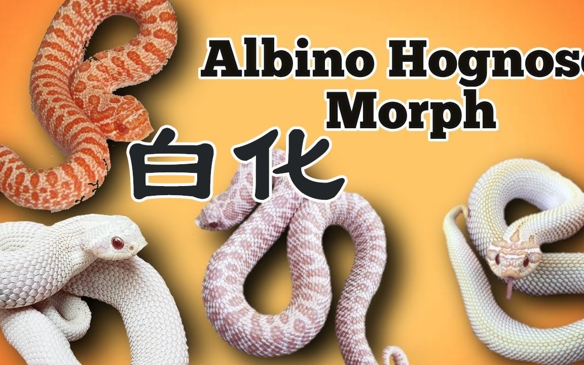 猪鼻蛇基因系列之六 白化