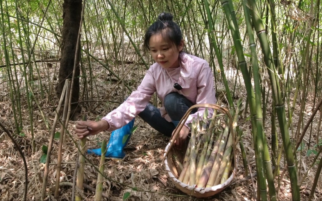 [图]山里的苦笋疯长，钻进林子就不想出来，想拔多少都可以，太过瘾了