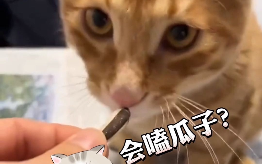 猫咪居然会嗑瓜子,一口一个,技巧娴熟. 网友:能让它教教我家那只吗?哔哩哔哩bilibili