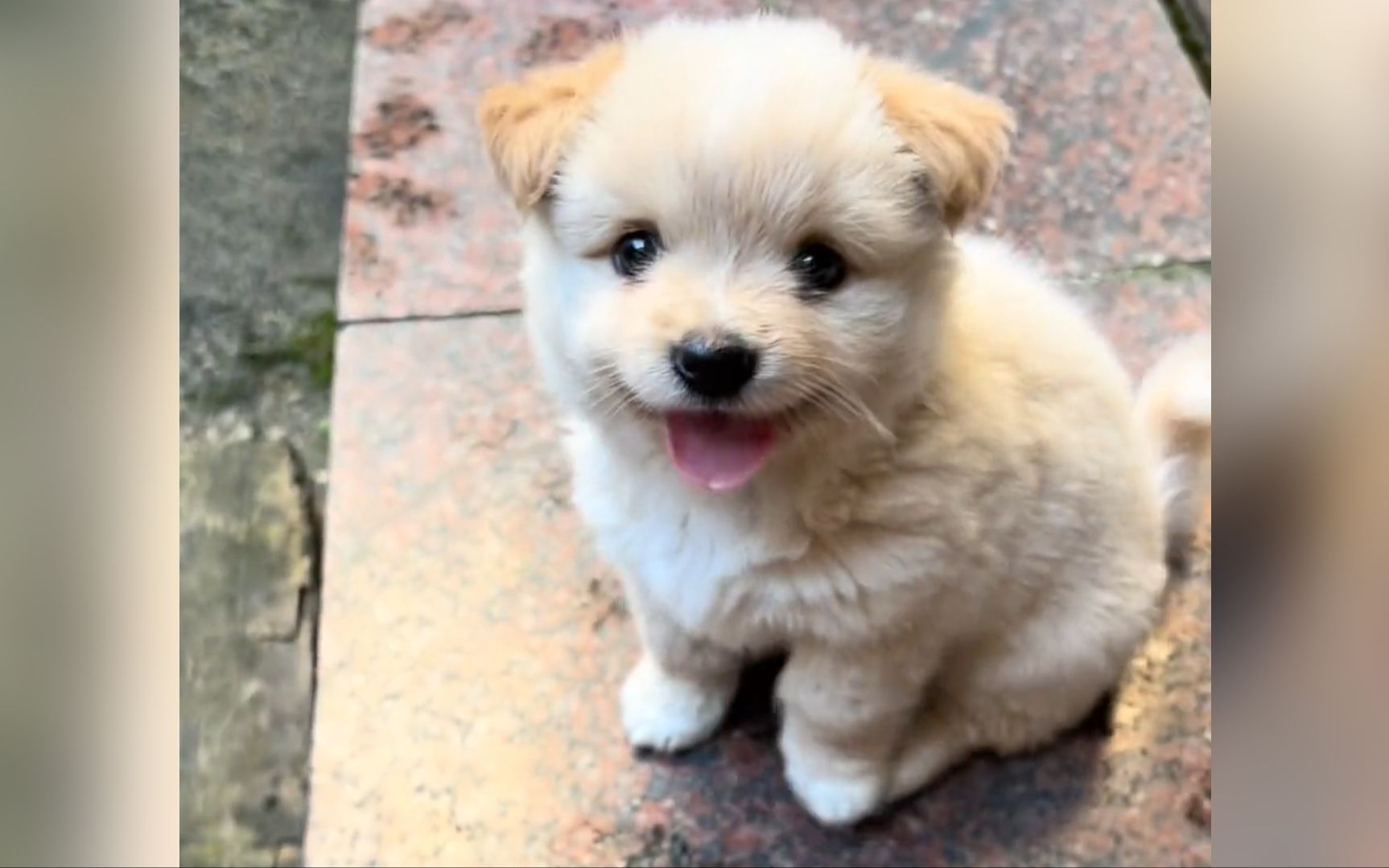 世界上最可爱的小奶狗图片