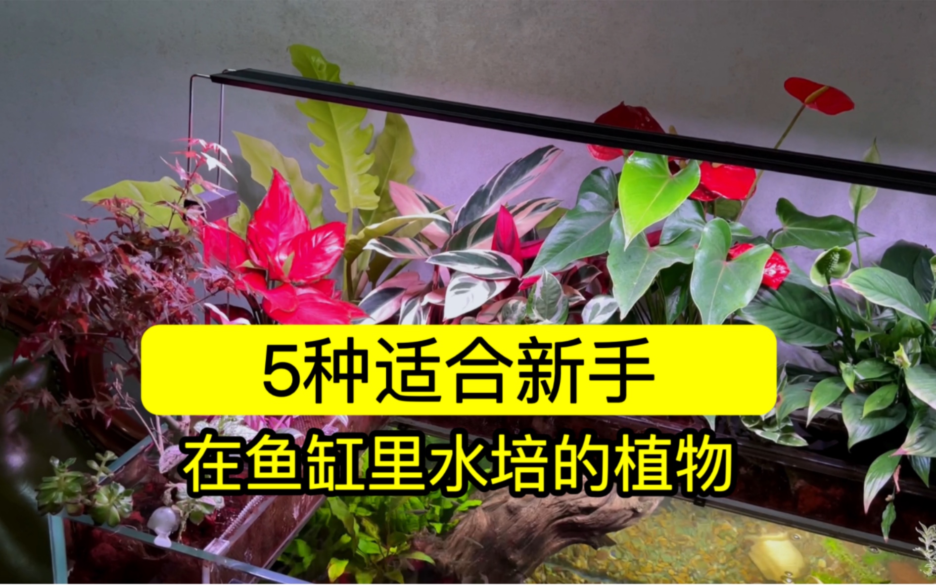 推荐5种适合新手在鱼缸里水培的植物,便宜又好养,最后一种寓意佳