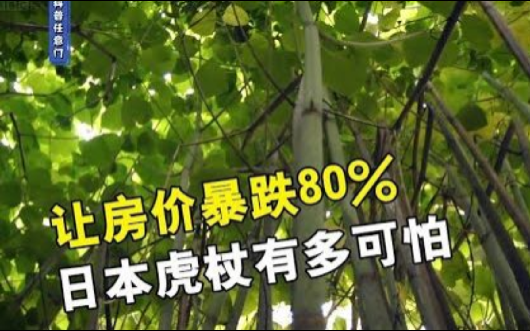 让房价暴跌80%%,入侵英国的植物日本虎杖,破坏力有多强?