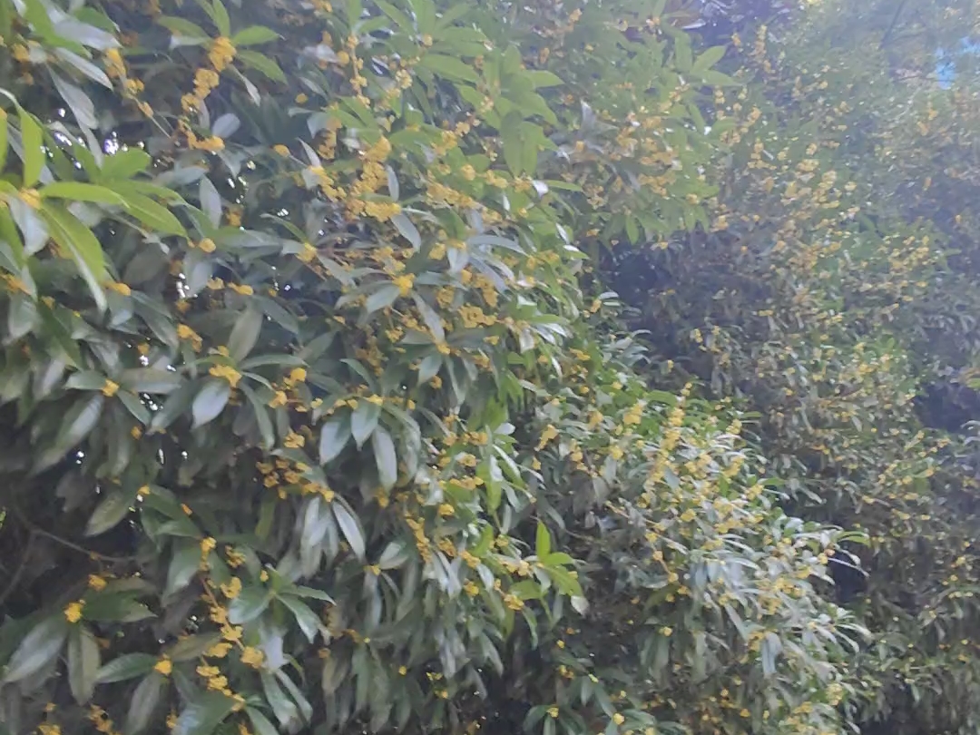 小区里的桂花都开了，闻着好舒服