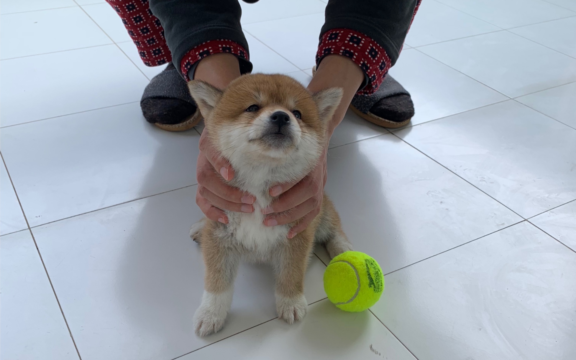 两个月大的小肉球柴犬,还不会跑只会蹦蹦跳跳