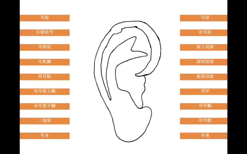 一个简单的耳穴科普哔哩哔哩bilibili
