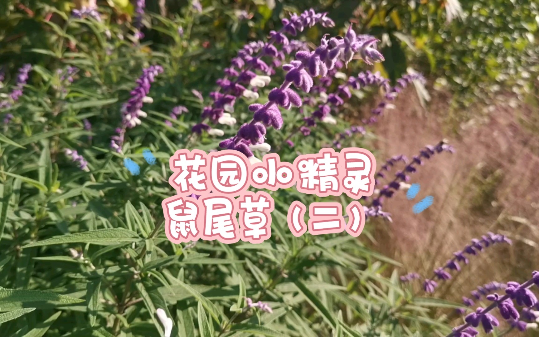 (花境植物介绍)鼠尾草,花园里的小精灵(二)哔哩哔哩bilibili