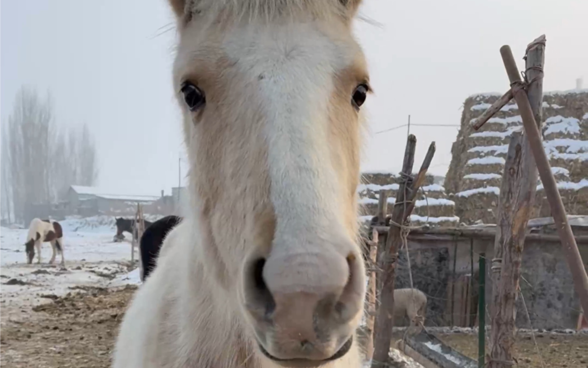 两匹可爱马,都是小天使(*/63*)