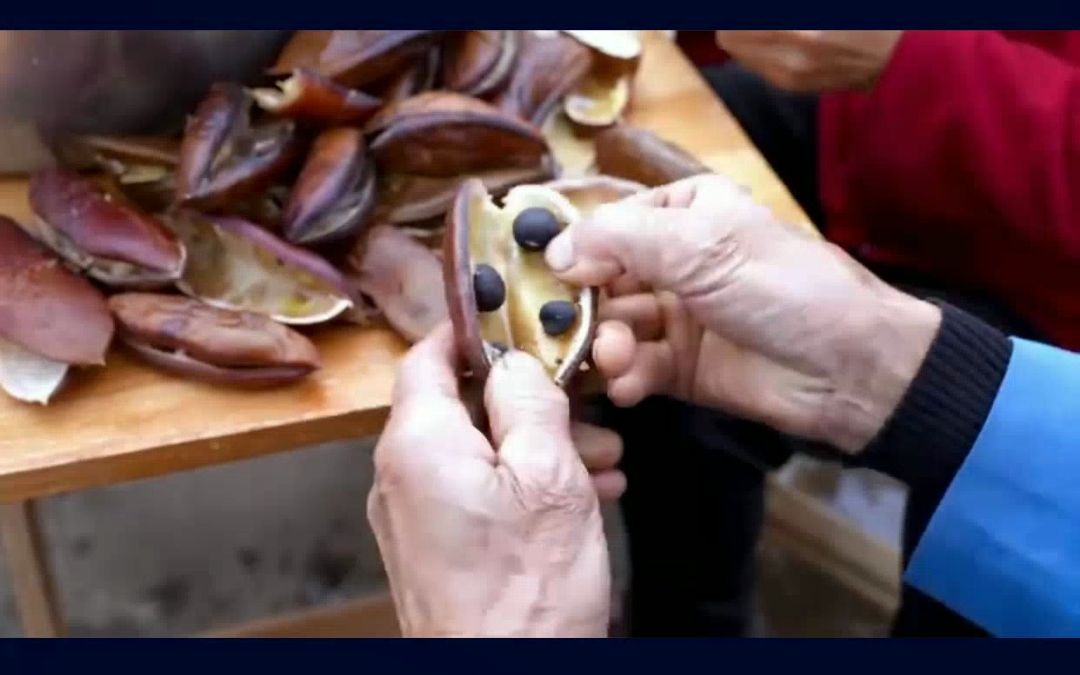 古时候拿来做肥皂的本草皂荚,你见过吗?