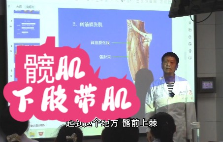 肌学 四肢肌 下肢肌 髋肌 系统解剖学哔哩哔哩bilibili