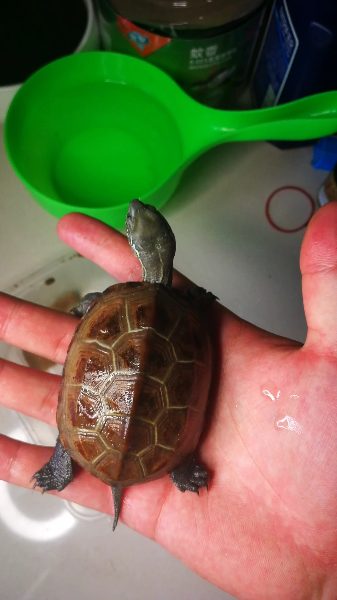 青头红壳刀刻金线母草龟,就她,跑了两三天_哔哩哔哩_bilibili