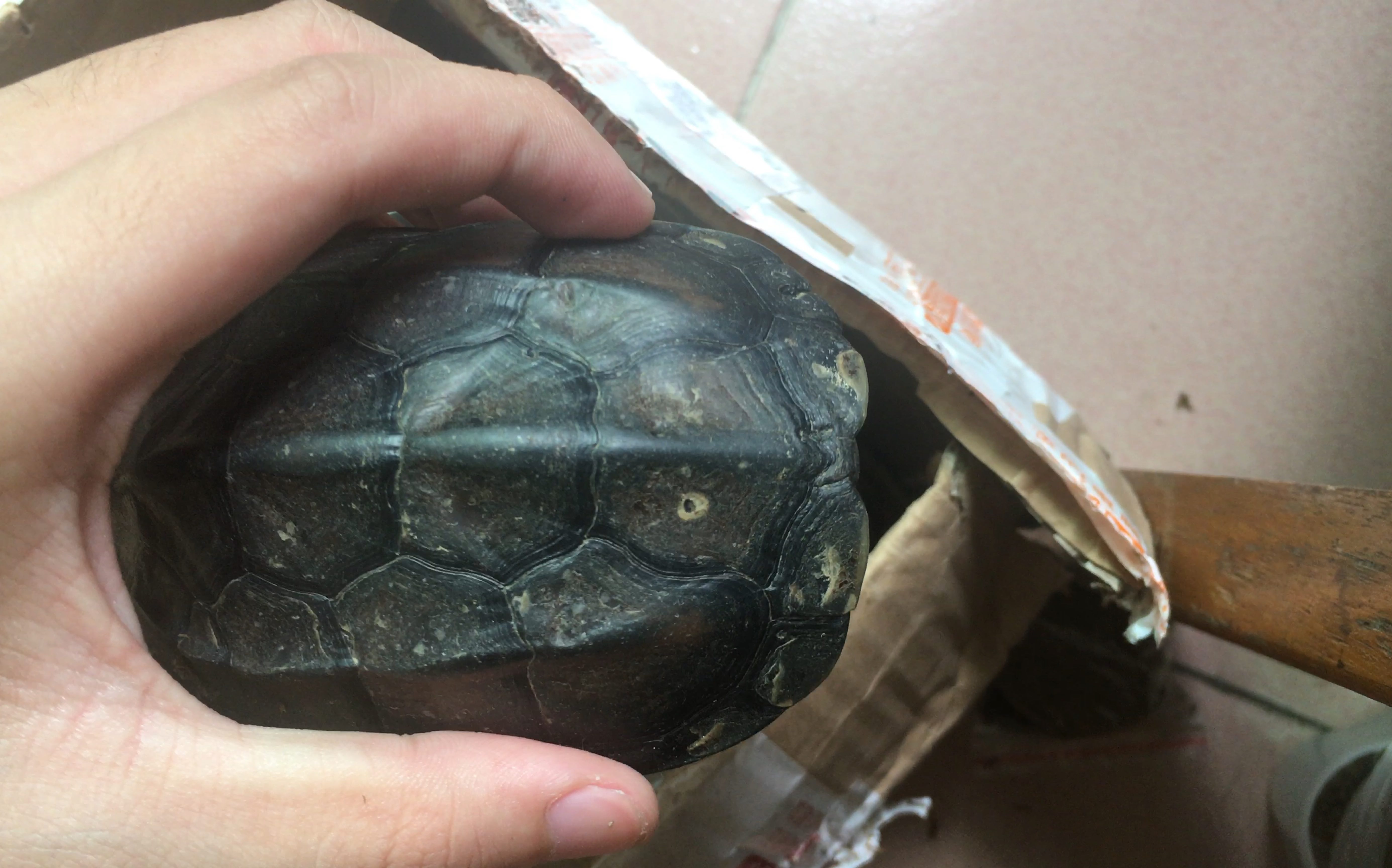 中华草龟·公〗半墨龟开箱,第一次弄,就不弄声音了,有人看就看看