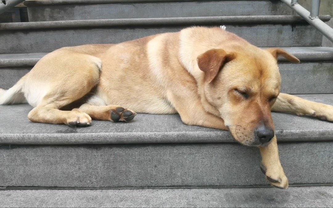 惆怅的午后小狗入睡