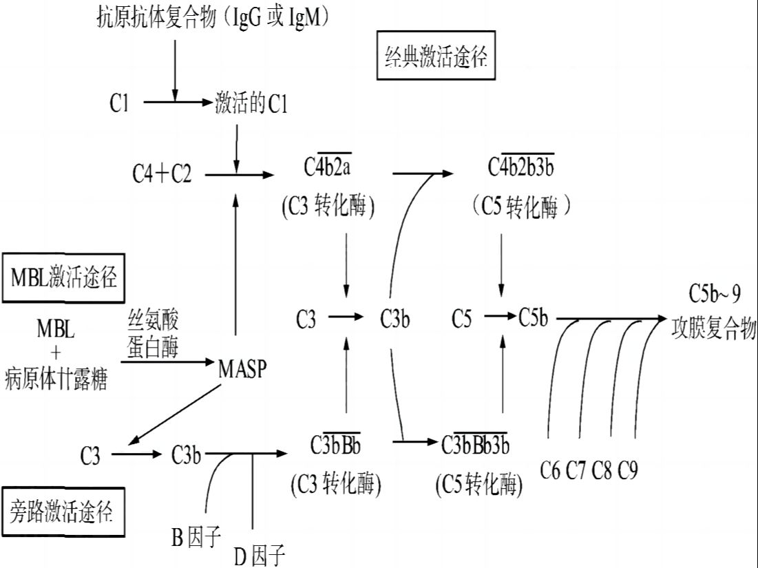 [图]詹韦免疫生物学第三十二讲：固有免疫应答（八）——补体系统的激活及效应（续）