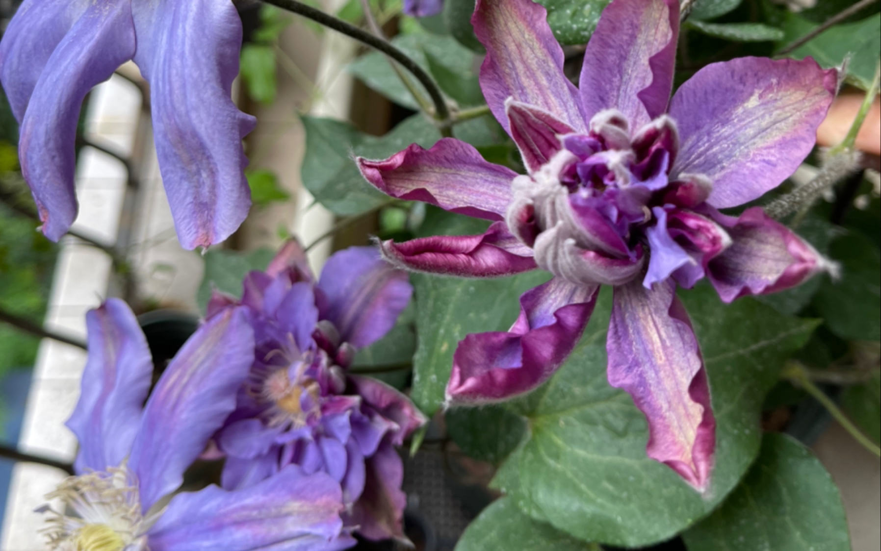 铁线莲-薇安-重瓣单瓣一同绽放,花色也不同