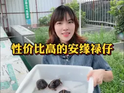 Download Video: 具有性价比的安缘龟！比小龟更好养