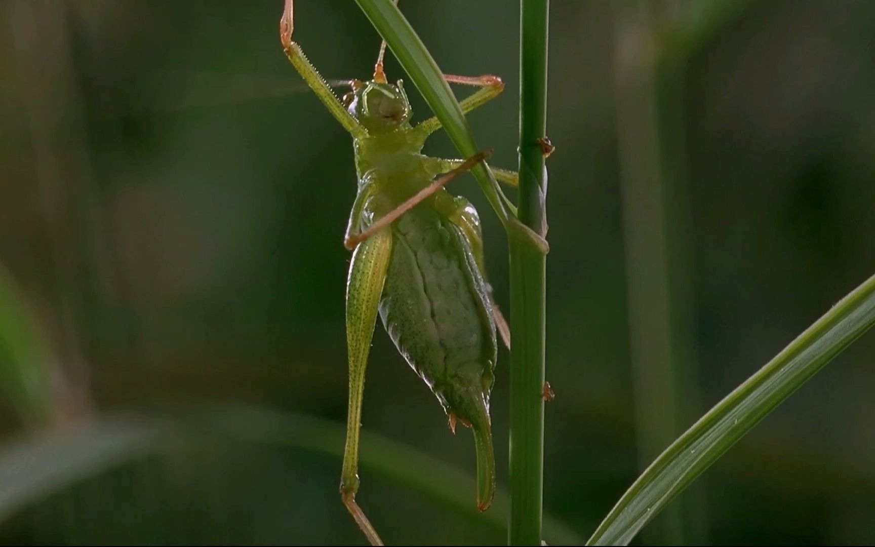 [图]#昆虫世界 #微观世界 #聆听大自然 #夏天