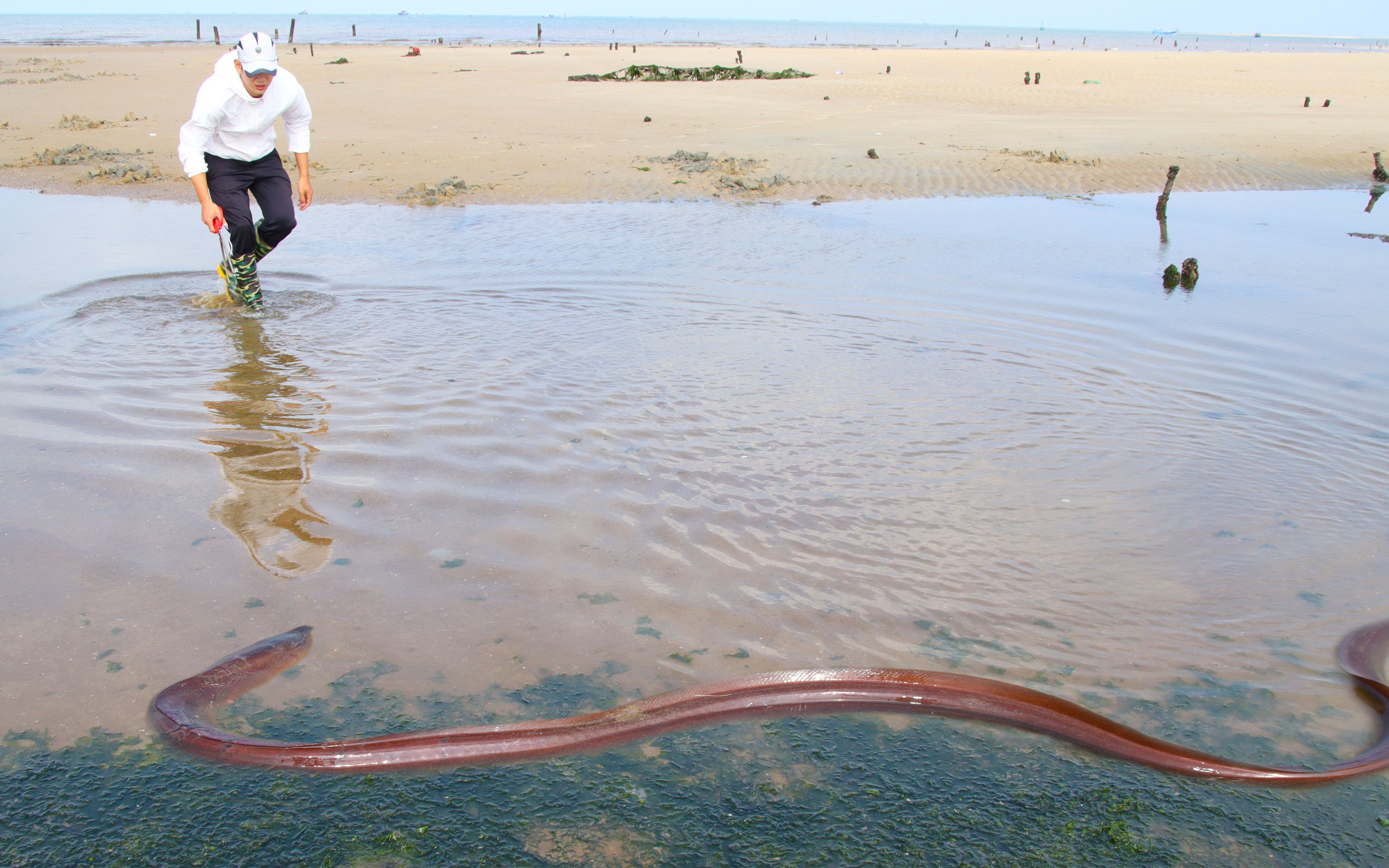 阿聪赶海发现近2米黑影躲在浅滩里像蛇一样太吓人