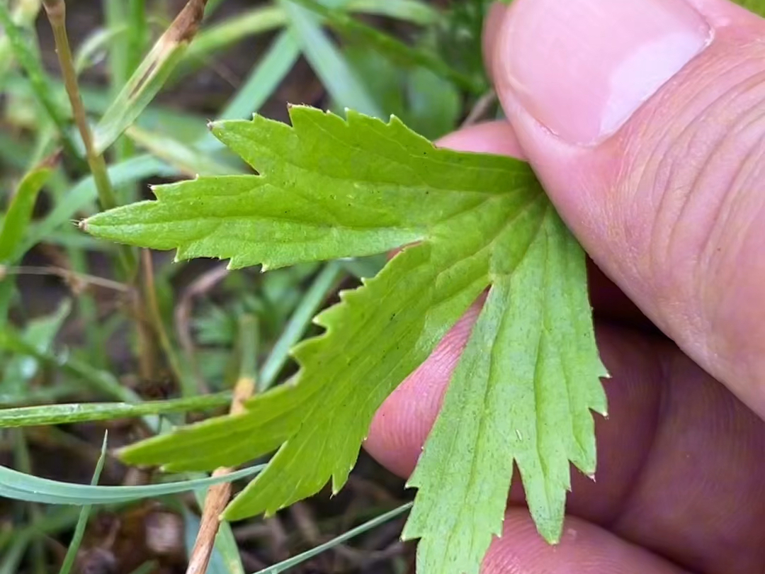 农村常见的“茴茴蒜”别名也叫:蝎虎草和水胡椒.你们家乡又叫它什么名字呢?哔哩哔哩bilibili