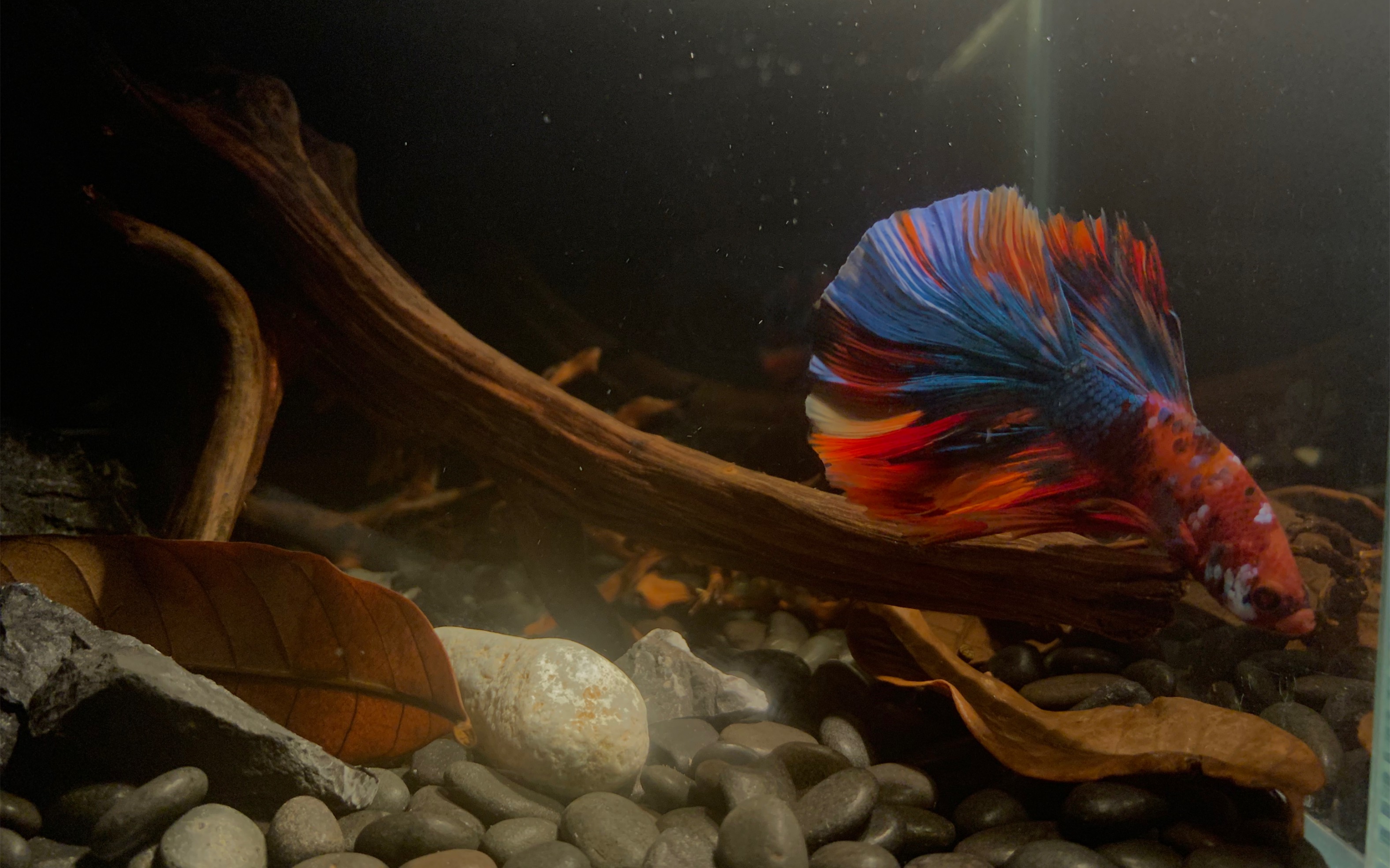 半月斗鱼小月光