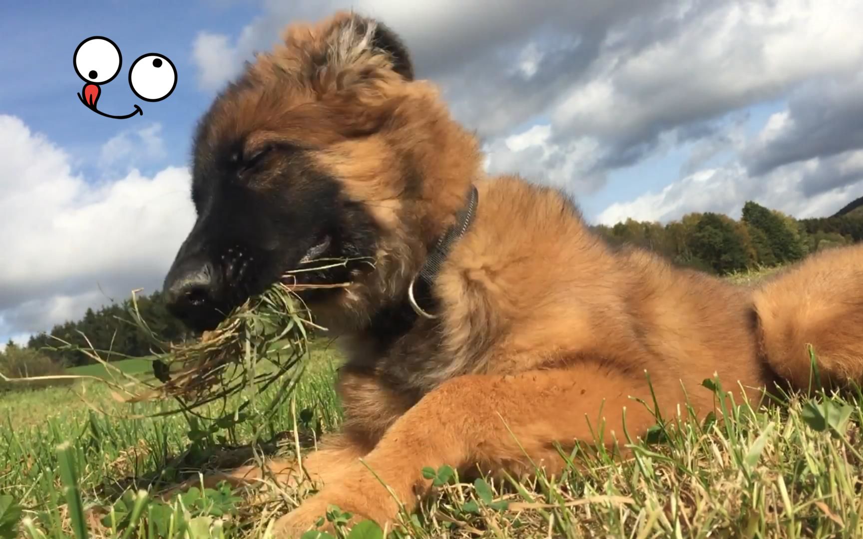 【德牧大熊】近距离欣赏一头刚满五个月处于尴尬期的大奶狗