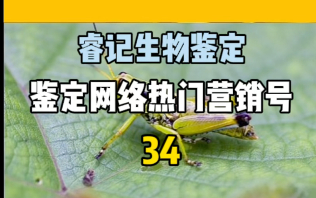 【睿记生物鉴定】鉴定网络热门营销号视频(34):铁线虫可以把人手绞断?哔哩哔哩bilibili