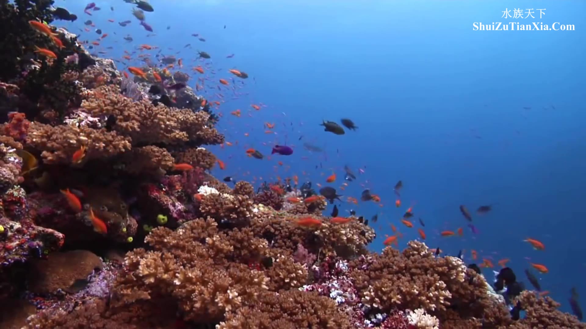 海底的奇幻世界
