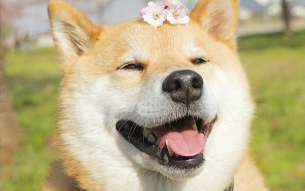 我永远喜欢maru酱