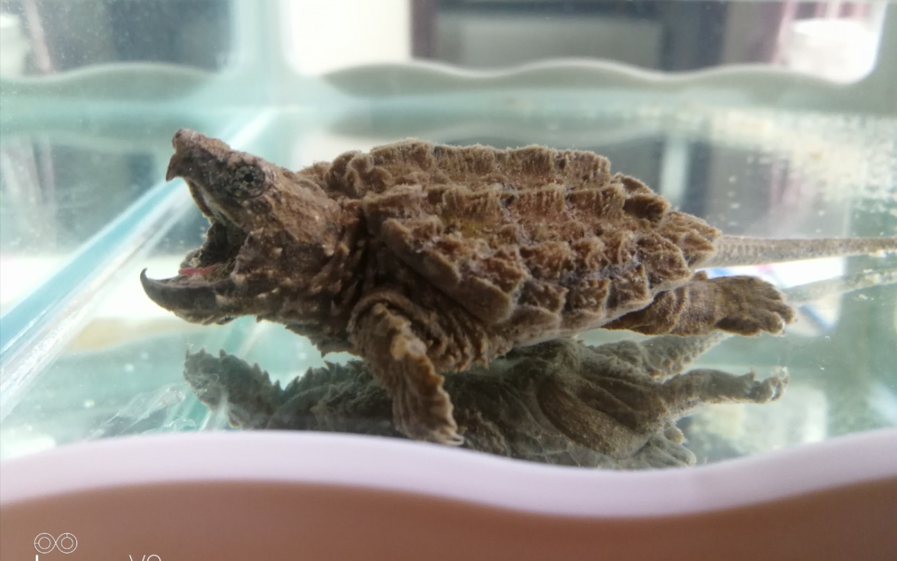 帅气大鳄吃完龟粮就钓鱼