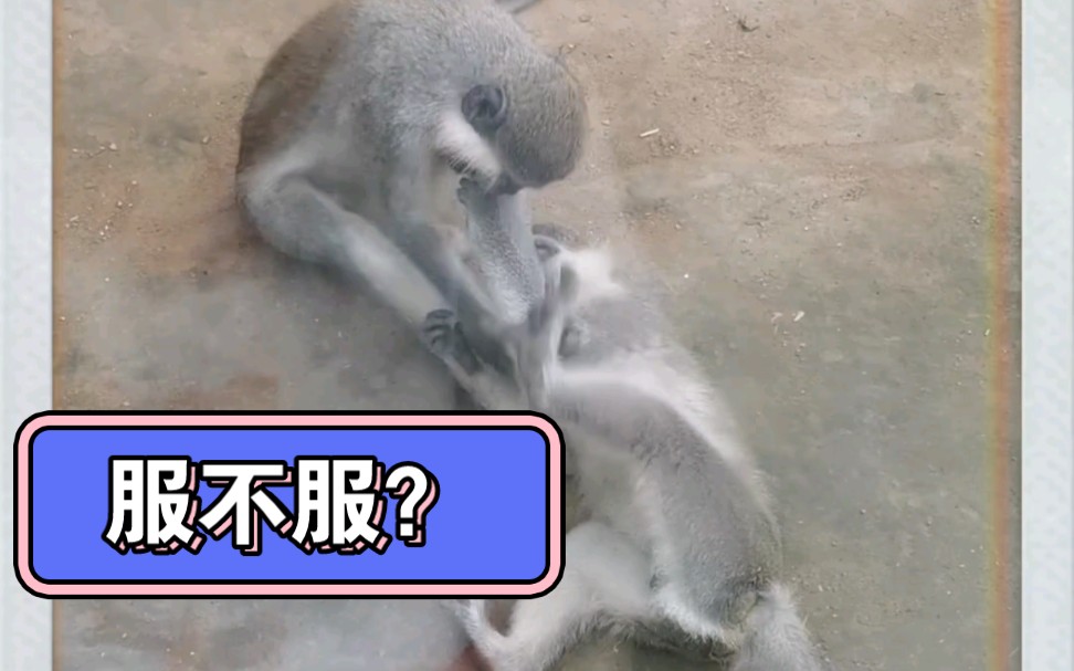 动物园看猴子打架,嘻嘻